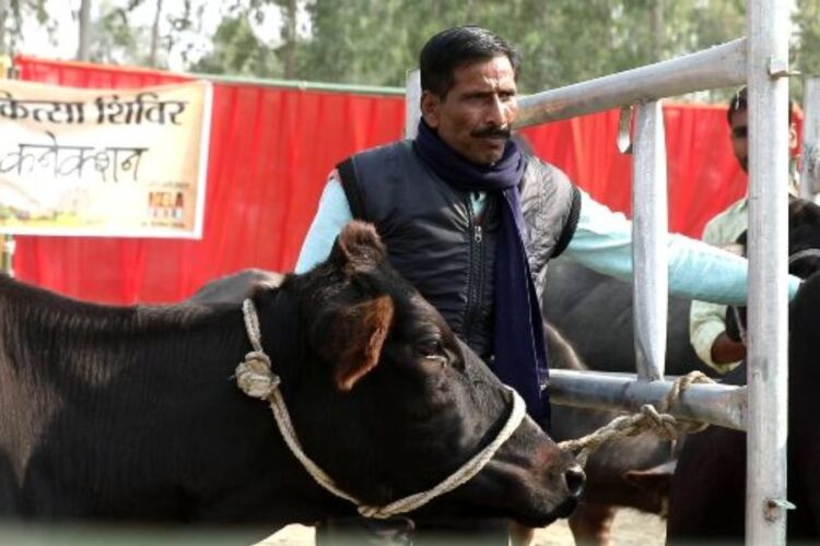 Cattle keepers will now get facility for treatment of animals sitting at home