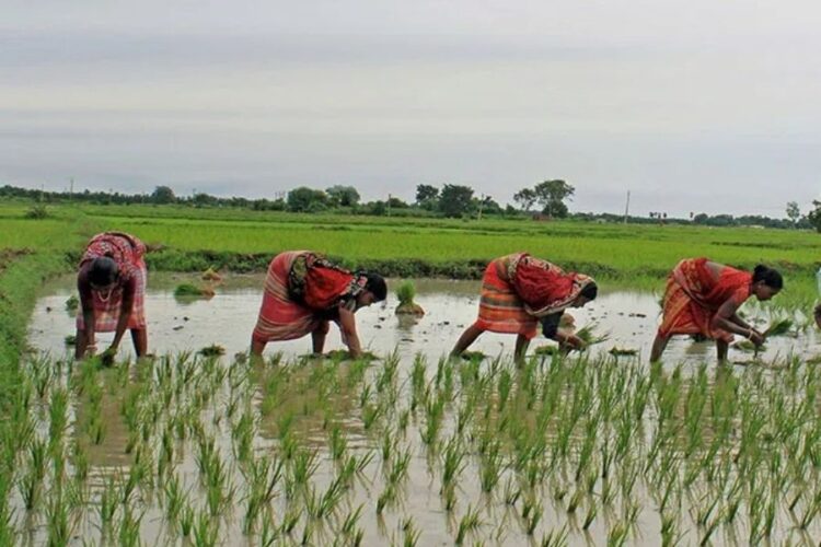 Farmers Bonus First Installment released for Haryana