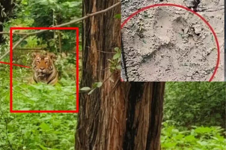 Tiger in Haryana