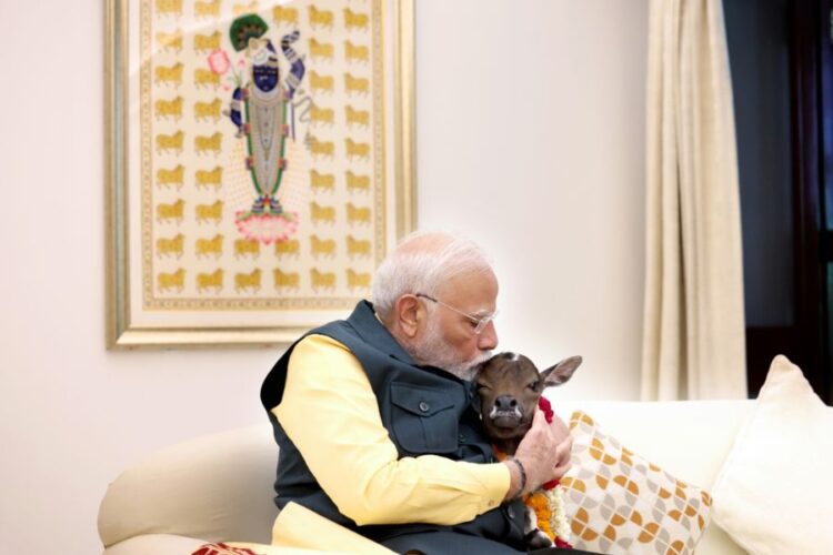 Calf Deepjyoti in PM Modi Residence