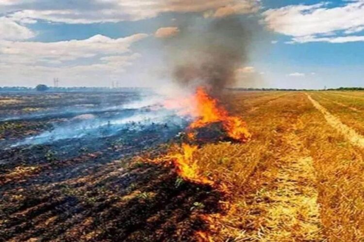 Haryana Stubble Burning