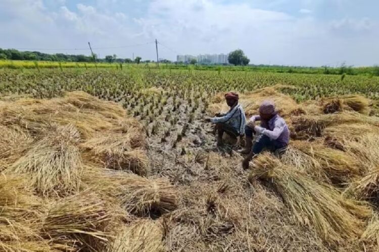 Haryana Stubble Burning