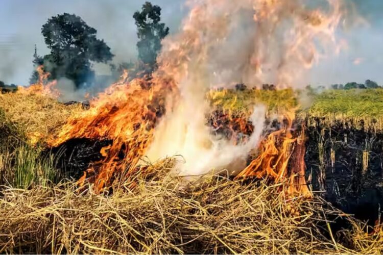 Haryana Stubble Burning