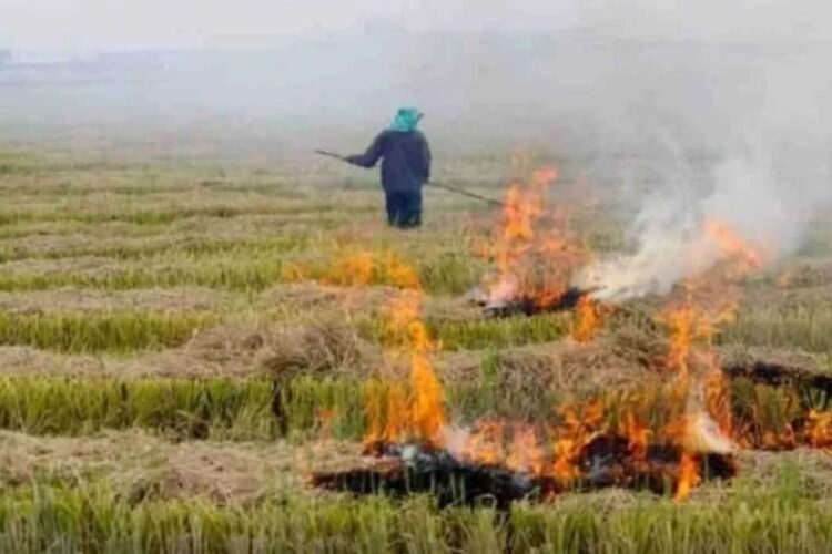 Haryana Stubble Burning Case