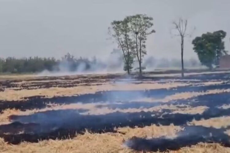 Stubble Burning Cases in Kaithal, Haryana