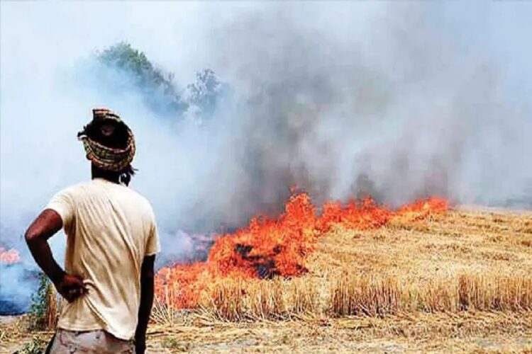 Stubble Case in Palwal