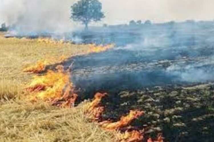 Haryana Stubble Burning