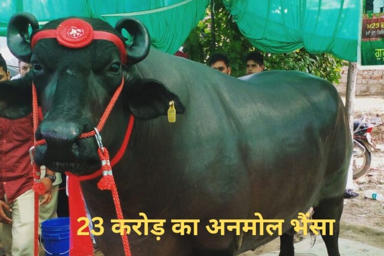 Sirsa Anmol Buffalo