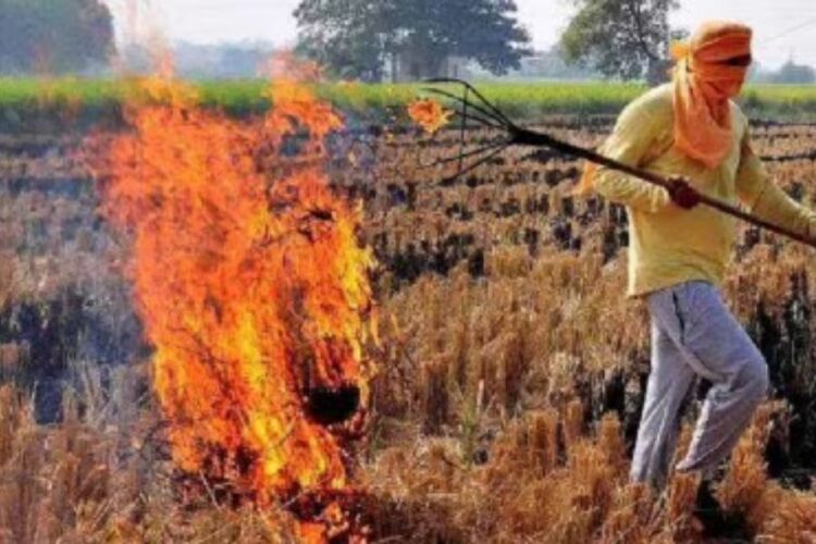 Stubble Burning