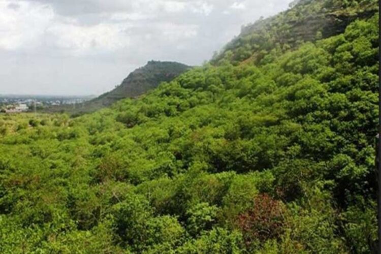 Aravali Green Wall Project