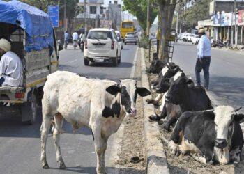 Faridabad : सड़क पर गौवंश को छोड़ने वालों की पहचान होने पर लगेगा जुर्माना