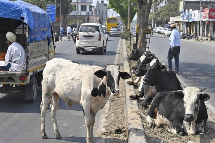 Faridabad : सड़क पर गौवंश को छोड़ने वालों की पहचान होने पर लगेगा जुर्माना