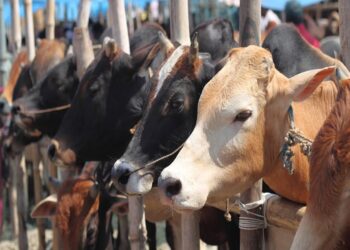Cow Slaughter Case
