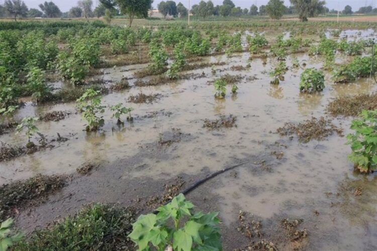 Crops were ruined due to Heavy Rainfall