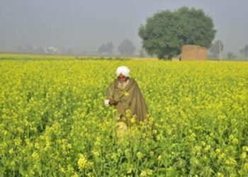 Haryana: 15 मार्च से शुरू होगी सरसों की सरकारी खरीद, CM ने जारी किए निर्देश