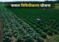 क्या है फसल विविधीकरण योजना? पानी की बचत के लिए हरियाणा सरकार ने किया था लागू
