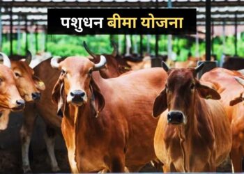 समझिए क्या है पशुधन बीमा योजना? किस तरह पशुपालकों को मिलेगा इसका लाभ